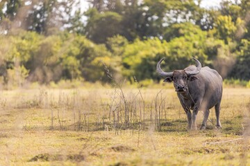 A Big Buffalo In The Field, Udon Thani, Thailand.