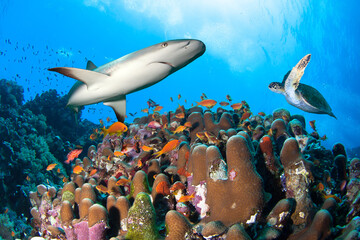 Colorful coral reef with shark, sea turtle and many fishes.