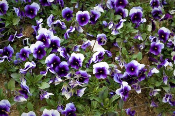 Purple and white flowers