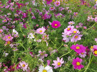 Obraz premium Beautiful Pink Cosmos Flower Wallpaper.