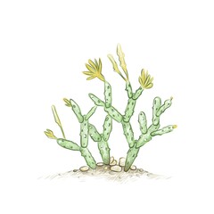 Illustration Hand Drawn Sketch of Hatiora, Easter Cactus or Whitsun Cactus . A Succulent Plants for Garden Decoration.
