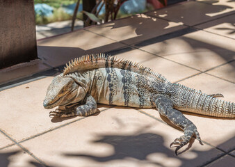 Big iguana, monitor lizard. Costa Rica.