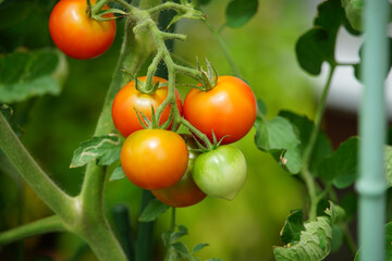 家庭菜園のミニトマト