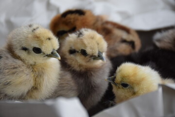 Kücken von Seidenhühnern
