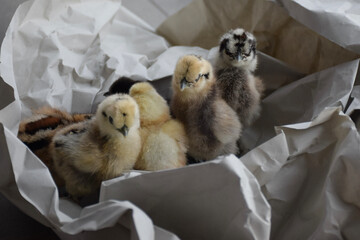 Obraz premium Kücken von Seidenhühnern