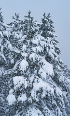 Coniferous forest in the Raso de Opakua snowed in winter in the Port of Opakua, in the Natural Park of the Sierra de Entzia. Alava. Basque Country. Spain.Europe