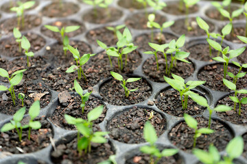Young fresh seedling stands in plastic pots. cultivation of vegetable plant in greenhouse