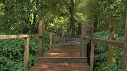 Tropical rainforest in asia with wood walk way