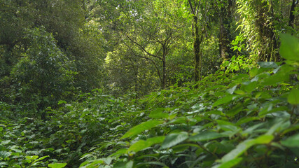 Tropical Rainforest Landscape in Thailand