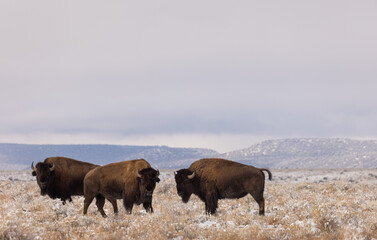 Bison in Winter in Northern Arizona