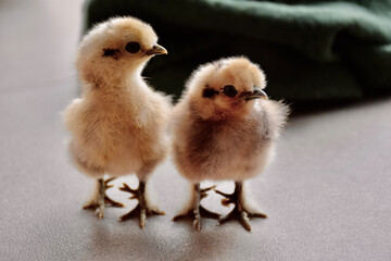 Kücken von Seidenhühnern