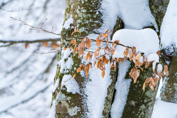 Snowy beech forest in winter in Puerto de Opakua, in the Sierra de Entzia Natural Park. Alava. Basque Country. Spain.Europe