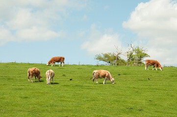 cows grazing in a field