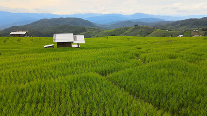 Fototapeta na wymiar rice fields in Pa Pong Pieng , Mae Chaem, Chiang Mai, Thailand.