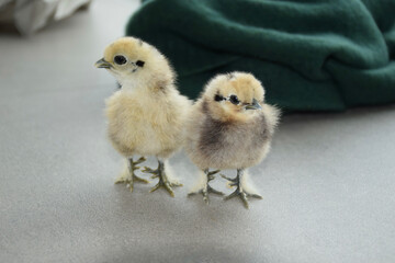 Kücken von Seidenhühnern