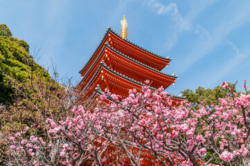 東長寺の塔と梅の花