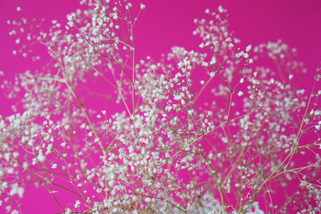 White little flowers and twigs on a pink background