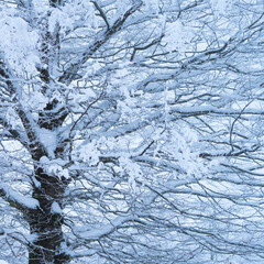 Snowy beech forest in winter in Puerto de Opakua, in the Sierra de Entzia Natural Park. Alava. Basque Country. Spain.Europe