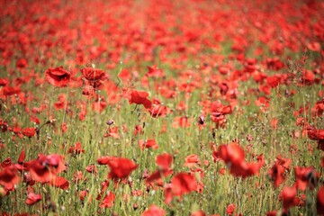 Papaveri rossi