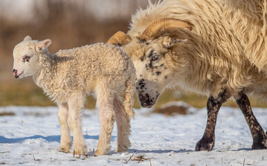 cute newborn lamb on a farm - close up - early spring
