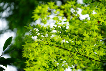 日本楓の新緑
