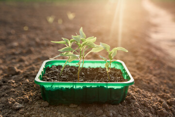 Bell pepper seedlings. Gardening.Green leaves of plants in tray on the graund in sunlight.