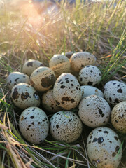 quail eggs on the grass in the sun
