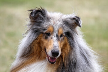 Fototapeta premium Rough Collie