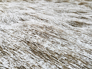 Winter background dry grass under the snow in the field
