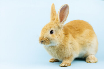 little ginger rabbit sits on a pastel blue background with copy space. Easter bunny close up. Concept for religious spring holiday