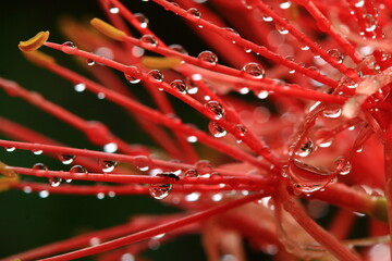 Mayflower,Powder puff lily or Blood lily flower