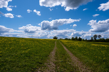 blooming yellow dandelion meadow with beautiful blue skies and fluffy clouds in them