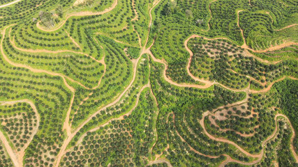 Aerial view of oil palm tree plantation field