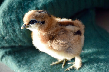 Kücken von Seidenhühnern