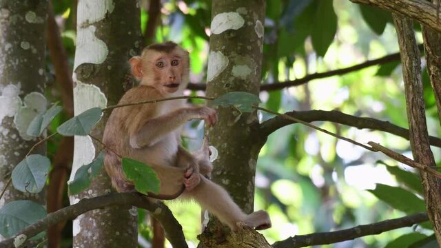 Northern Pig-tailed Macaque, Macaca leonina, Khao Yai National Park; 4K footage looking towards the left over its shoulder, scratching its tail and thigh, drops its hand and goes away to the right.