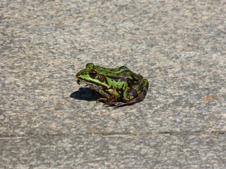 Laubfrosch