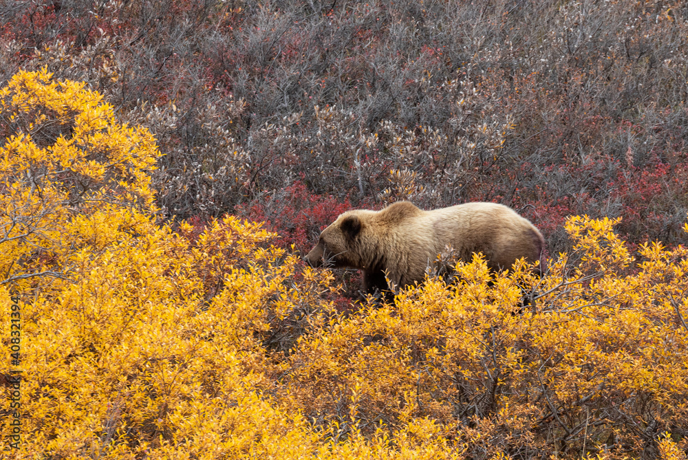 Poster Grizzly Bear in Autumn in Alaska