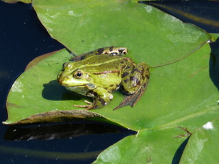 Laubfrosch