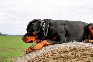 Rottweiler dog on the big bale of hay, beautiful head