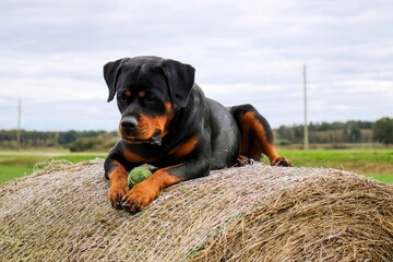 Rottweiler dog on the big bale of hay, beautiful head
