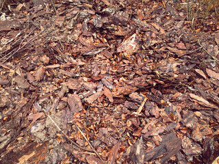 Background wood bark tree bark