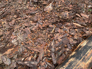 Background wood bark tree bark