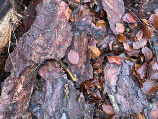 Background wood bark tree bark