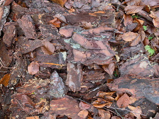 Background wood bark tree bark