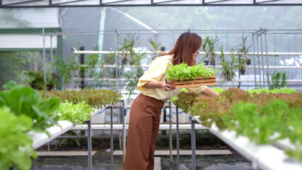 Asian woman harvesting fresh vegetables in hydro farm
