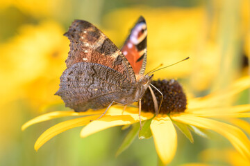 Peacock-butterfly - Aglais-io - on orange coneflower - Rudbeckia fulgida