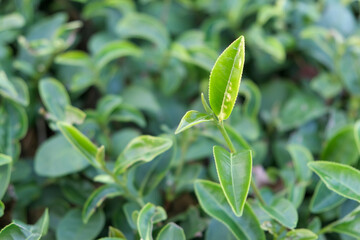 Young shoots of tea leaves