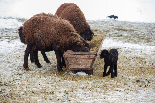 Black sheep and small baby lamb bred in Turkey - Bing&ouml;l region.