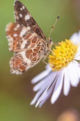 Map butterfly - Araschnia levana - resting on a daisy flower - Leucanthemum