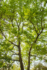 Fototapeta premium Oak tree green foliage